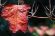 Autumn leaves