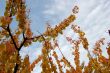Leaves and blue sky