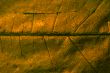 Leaf macro
