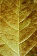 Leaf macro