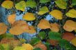Autumn leaves