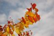 Leaves and blue sky