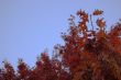Leaves and blue sky