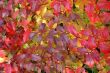 Autumn leaves