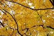 Autumn leaves