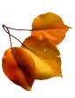 Autumn leaf