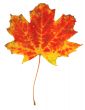 Autumn leaf