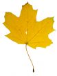 Autumn leaf