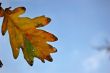 Leaves and blue sky