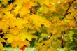 Autumn leaves