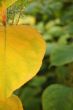 Autumn leaves