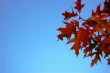 Leaves and blue sky