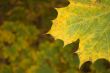 Autumn leaves