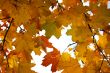 Autumn leaves