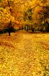 Autumn leaves