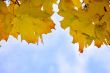 Leaves and blue sky
