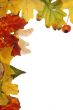 Autumn frame