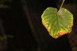 Autumn leaf