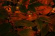 Autumn leaves