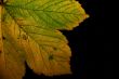 Autumn leaf