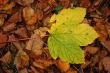 Autumn leaves