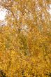Autumn leaves