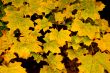 Autumn leaves