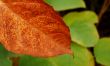 Autumn leaves