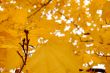 Autumn leaves