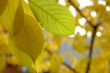 Autumn leaves