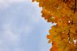Leaves and blue sky