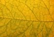 Leaf macro
