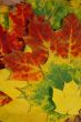 Autumn leaves