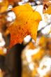 Autumn leaves