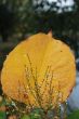 Autumn leaves