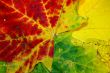 Autumn leaves