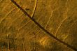 Leaf macro