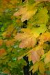 Autumn leaves