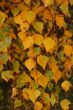 Autumn leaves