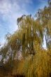 Leaves and blue sky