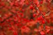 Autumn leaves