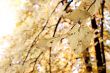 Autumn leaves