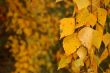 Autumn leaves