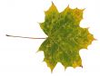 Autumn leaf