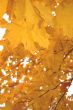 Autumn leaves