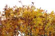 Autumn leaves