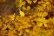 Autumn leaves