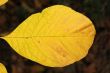 Autumn leaf