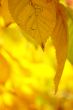 Autumn leaves