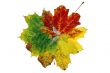 Autumn leaf